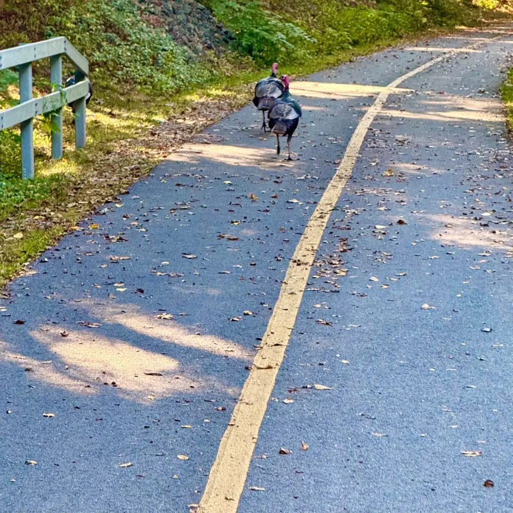 Image #2 from John Bourgoin